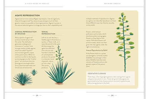 A Field Guide to Tequila: What It Is, Where It’s From, and How to Taste It - Thumbnail 3