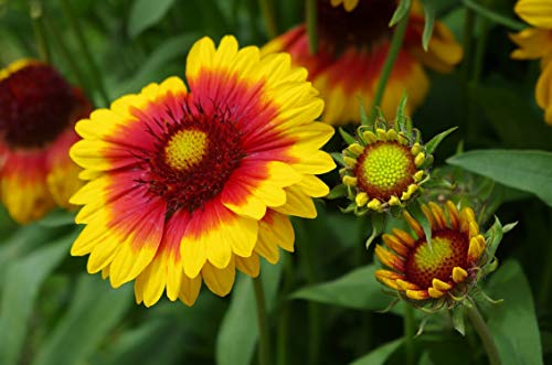 100 Graines de Gaillarde - fleurs plantes vivace - semences paysannes reproductibles - SemiSauvage