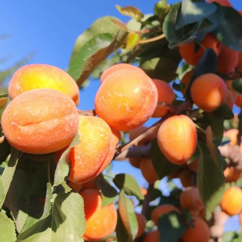 semi di albicocca - giardino resistenti, perenni comprare albicocche fresca, esterno, 8pcs