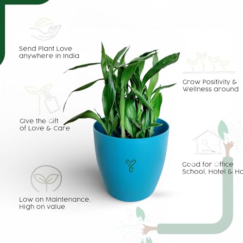 Image of Lucky Bamboo Live Indoor Plant combo | Low Maintenance Feng Shui & Vastu Good Luck Plant for Home and Office Decor (Round Pot)