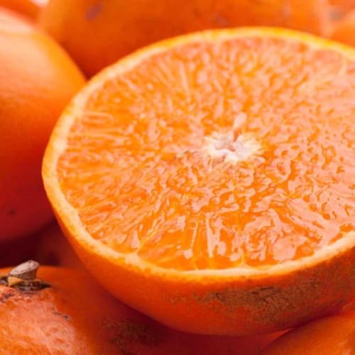 [先行予約]家庭用 せとか1kg+250g(傷み補償分)[柑橘・春みかんの王様][わけあり・訳あり][光センサー選果・食べ頃出荷]