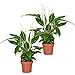 Bloomique - 2er Set - Spathiphyllum Torelli - Friedenslilie - Einblatt Zimmerpflanze - Zimmerpflanzen - Luftreinigend - Höhe 30-40 cm - Topf 12 cm