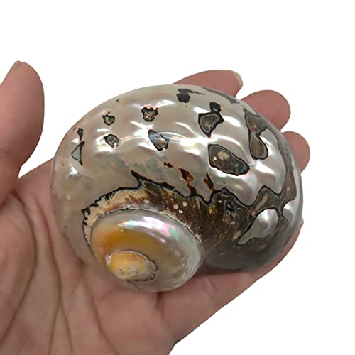 Image of PEPPERLONELY 2 PC Hermit Crab Shells, Turbo Shells, African Sarmaticus Turbo Shell, 2-1 /2 Inch ~ 3 Inch