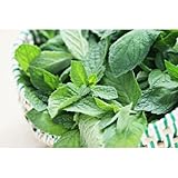 KVITER Spearmint Seeds for Planting - 200 Seeds Culinary Spearmint Plant - Mentha spicata