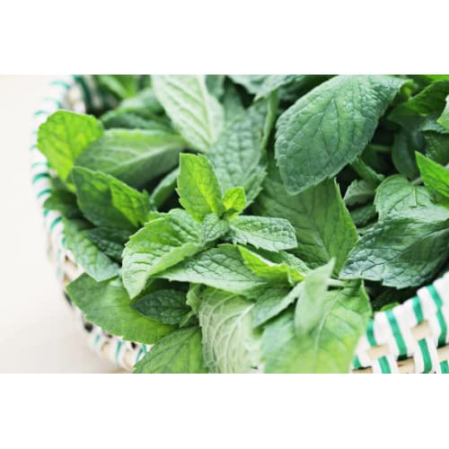 Kviter Spearmint Seeds For Planting - 200 Seeds Culinary Spearmint Plant - Mentha Spicata #TOP12