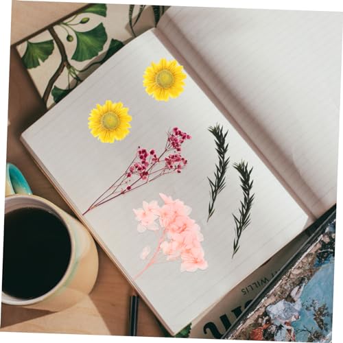 Ciieeo 1 buquê de flores secas decoração porta-retratos molduras flor seca real flores secas para br