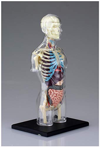 Maquette d'anatomie du squelette en plastique pour initiation médicale - 6