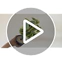 Image of Foliyaj Artificial Poliscias Plant with Black Pot |Plants for Home Decor| Indoor Plants for Living Room