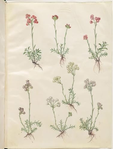 Lienzo de Antennaria Dioica por Hans Simon Holtzbecker para decorar paredes del salón moderno
