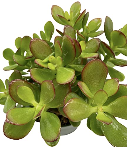 Live Plant, Jade Plant, Crassula Ovata 4 Inch Pot - Succulents - Hopewind Plants Shop #TOP2