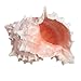 Pink Murex Seashell 4" | 1 pc.