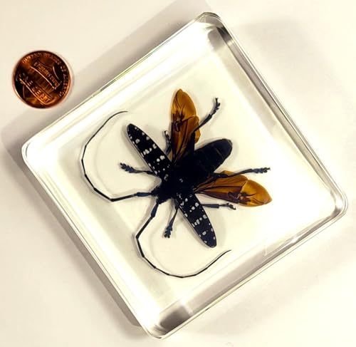Image of 75mm Real Citrus Long-Horned Beetle in Crystal Clear Lucite Resin Specimen Preserved Anoplophora Chinensis Insect Taxidermy Collection for Biology Science Education & Desk Ornament Display Supplies
