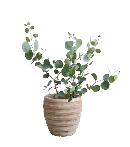 [J AeB[NeRb^A ϗtA x_ eX oRj[ n[u V{c[ Vo[[t oRjXg 