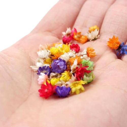 200 piezas flores secas para manualidades DIY miniatura 2