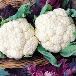 Just Seed Cauliflower - Snowball - 200 Seed - Economy Pack