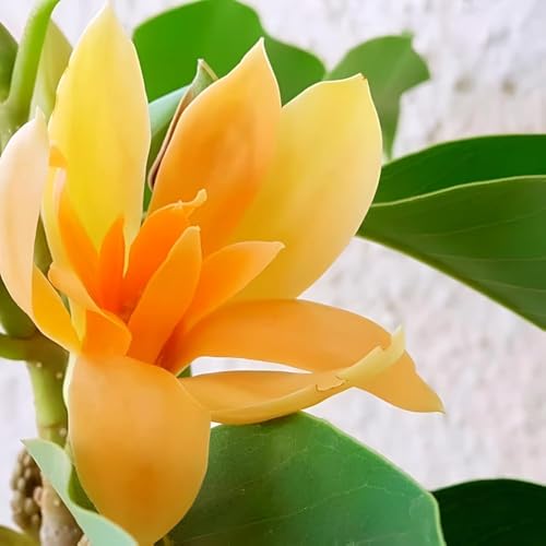Image of Most Beautiful Fragrange Hybride inch Flower inchTree Plant Pack of 1|| For Home Garden Outdoor Live Flower Tree Plant (Orange swarna champa)