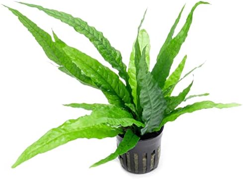SubstrateSource Java Fern Live Aquarium Plants - Freshwater Plant for Fish Tanks - Beginner Friendly, Low Light (Java Fern, 1 Pot (2 Plants))