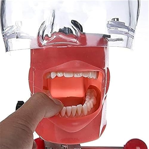 Dientes extraíbles en este modelo dental con soporte que optimiza tus prácticas odontológicas 6