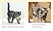 A book of cats and kittens (Red Squirrel Phonics Level 4 Set 2)
