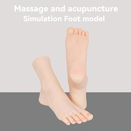 1 Stück Anatomisches Fußmodell - Realistisches menschliches Fußskelett aus Harz mit separaten Zehen, Knochen, Knöchel, Sockendarstellung, ideal für Fußschmuck, Zehennagelpflaster Praxis (Rechts)