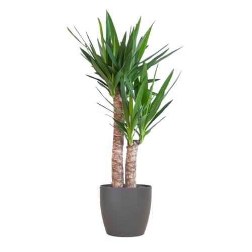 Yucca Elephantipes avec Viber noir - 80-90cm - Ø21cm - Plante d'intérieur - Vert persistant