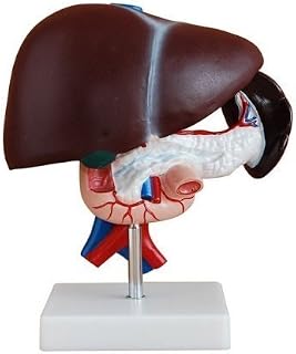 Anatomical Model for Art, Human Liver, Pancreas and Duodenum Simulation Model Medical Anatomy Type, Anatomy School Teaching Display Tool, Lab Equipment