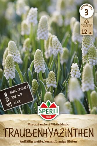 Sperli Traubenhyazinthe White Magic 461213 für 12 Pflanzen – Blumenzwiebeln, weiße Hyazinthen...