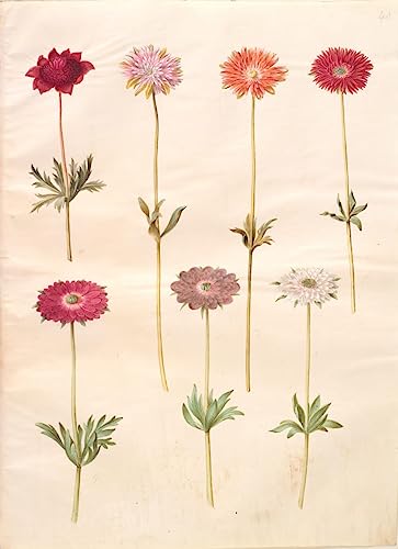 Tableaux graffiti art mural Anemone Coronaria poster moderne 60x90cm