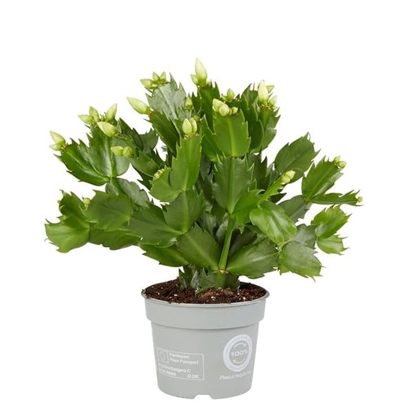 Schlumbergera Natural Cactus de Interior con Flores de Colores