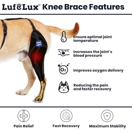 Image of Dog Knee Brace with Harness and Connection Belt, Lightweight and Stretchable, Support for Torn ACL Hind Leg, Luxating Patella, Reduces Arthritis Pain and Inflammation (XXX-Small)