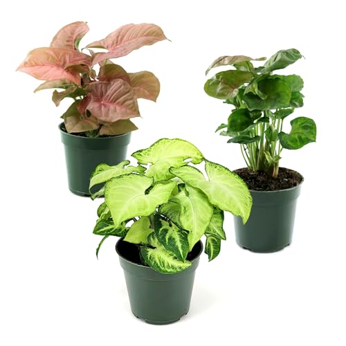 4 in. SpaceScape Houseplant Arrowhead Vine Plant Collection in Grower