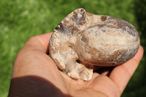 Image of Ammonite Fagesia Ammonite Fossil Rare Ammonite Fossil Natural Fossil from Morocco A28