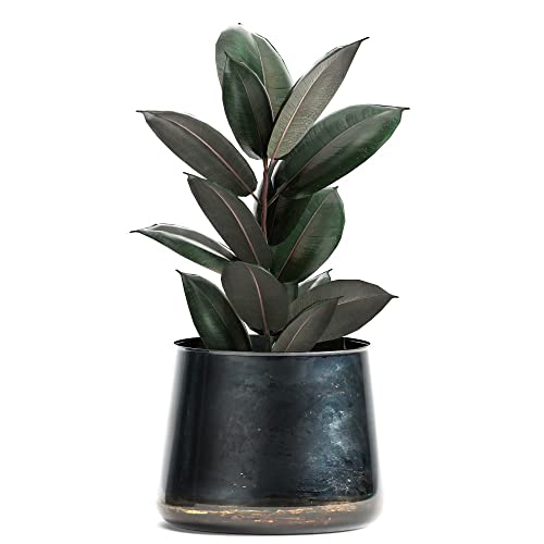 Houseplant Ficus elastica 'Abidjan' Indian Rubber Plant Tender Shrub Bronze-Burgundy Glossy Leaves Air Purifying Easy to Grow Your Own Indoor Jungle Plants 8.5cm Potted Plants by Thompson and Morgan