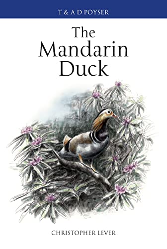 The Mandarin Duck view 2