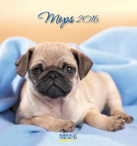 Mops 2016 Postkartenkalender: aufstellbarer Postkartenkalender