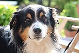 NordicVital Leinöl & Lachsöl Barföl Mischung für Hunde & Katzen– 5L Kanister, Omega 3, 6 und 9 – Naturprodukt Perfekt zum Barfen