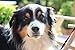NordicVital Leinöl & Lachsöl Barföl Mischung für Hunde & Katzen– 5L Kanister, Omega 3, 6 und 9 – Naturprodukt Perfekt zum Barfen