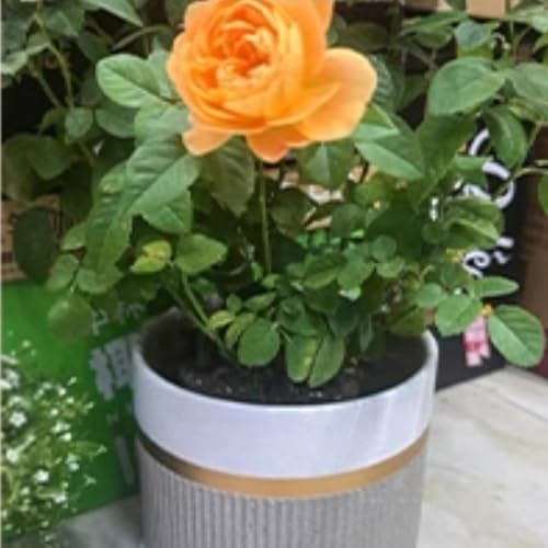 Pot de fleur en céramique minimaliste moderne pour salon et balcon - 4