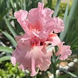 Bulbos de iris, exóticas plantando lirios bulbos de verano resistentes para el jardín de balcón Decoración 9pcs