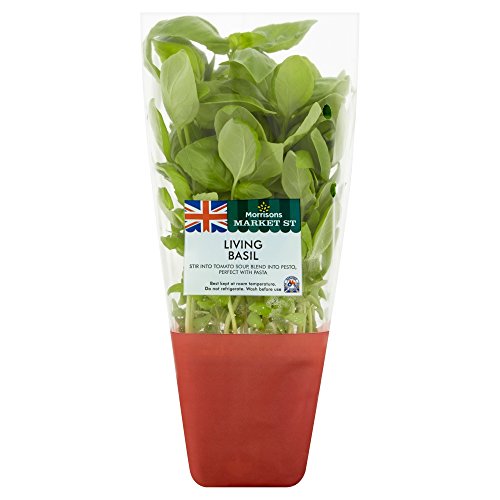Morrisons Living Basil
