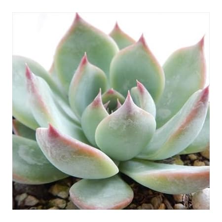 Amazon Co Jp 多肉植物 Skエケベリア 桃太郎 多肉植物 エケベリア 7 5cmポット Diy 工具 ガーデン