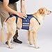 Coodeo Dog Back Brace for Dogs Arthritis, Pet Back Bracer for IVDD, Back Protector Helps Pain Relief, Surgical Recovery and Rehabilitation, Dogs Back Disease Prevention. (Blue,Medium)