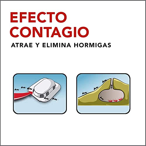 colonia de hormigas en casa colonia de hormigas en casa