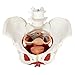 Benilev Female Pelvis Model with Pelvic Floor Muscles Perineal Model Female Anatomy Model 1:1 Life Size Human Skeleton Medical Science Educational Equipment Anatomy Medicine
