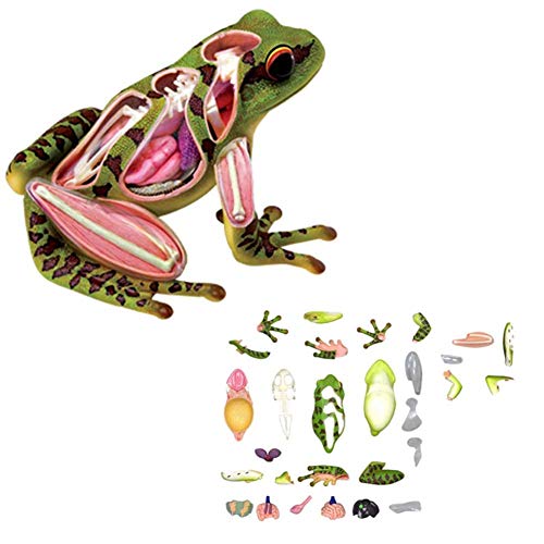 Top 3 Animal Anatomical Models of 2022 Best Reviews Guide