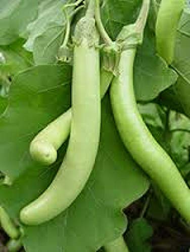 25 Seeds of Louisiana Long Green Aubergine
