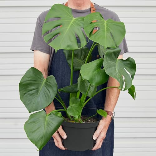 Philodendron Monstera Split-Leaf | Live Plant for Indoor & Outdoor | for Living Room, Office, Bathroom | (10