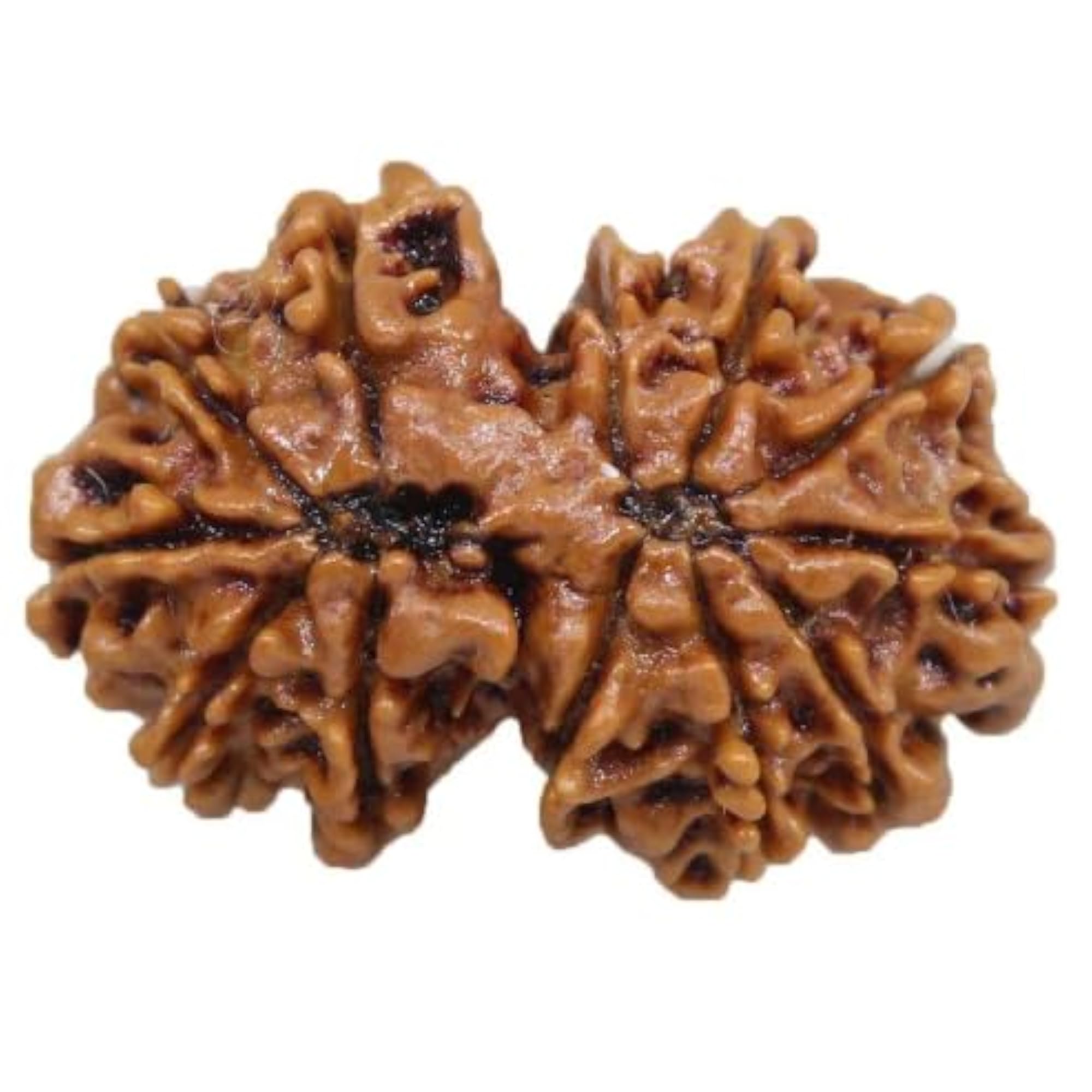 Gauri Shankar Rudraksha Original Certified Bead