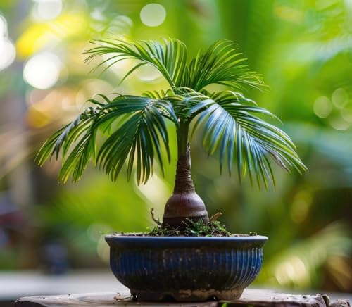 5 Money Palm Bonsai Tree Seeds - Does Well Indoors Sago Palm