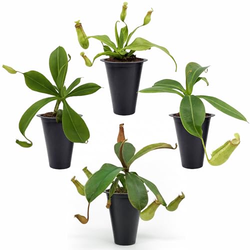 Pitcher Plant Collection (4 Pack) Rare Nephentes Live Carnivorous Plants-
